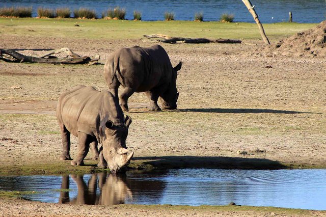 Neushoorn_S9_MD