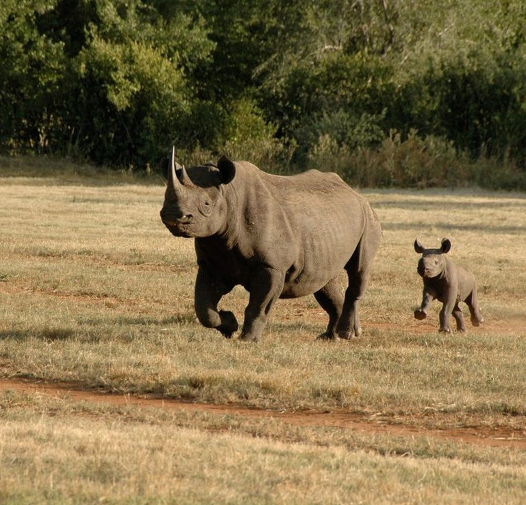 Suzuki *Rhino Club*